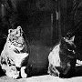 Blackwall and Poplar, ship's cats of Scott's Discovery, ca. 1902 - click to enlarge