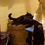 Likeness of ship's cat Poplar in the galley of the Discovery at Dundee