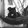 Nigger, ship's cat of Terra Nova, and his hammock,  ca. 1912 - click to enlarge