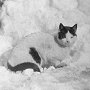 Lummo, ship's cat of the Penola, British Graham Land Expedition