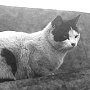 Lummo, ship's cat of the Penola