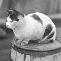 Lummo, ship's cat of the Penola