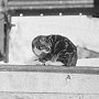 Peter, ship's cat of the Penola, British Graham Land Expedition