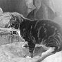Ship's cat Peter of the Penola