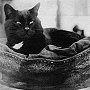 Poplar in his hammock on the Discovery, ca 1903