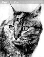 Allegedly Felix the space cat, who it now seems did not exist