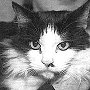 Humphrey close-up