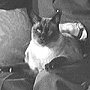 Siamese cat Nemo at Downing Street with Harold Wilson and family, 1965