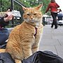 Bob the cat and James Bowen, London, July 2013