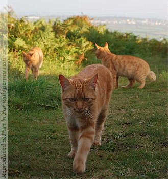 We Three Cats, aka The Ginger Darlings - Maurice, Pixie and Elmo - out walking on the Pembrokeshire coastal path, south west Wales