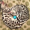 The Bengal Babies, Baggage and Bundle