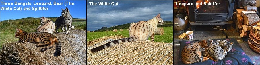 Three Bengals - Leopard, Bear (The White Cat) and Lady Spittifer