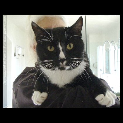Gauguin, the cat rescued from Bora Bora, at home in Santa Barbara