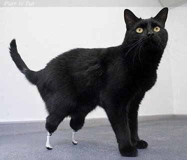 Oscar, the Bionic Cat from Jersey, Channel Islands, with his new feet