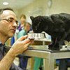 Professor Noel Fitzpatrick with Oscar the 'bionic' cat