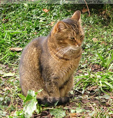 Doorkins Magnificat, Southwark Cathedral cat until 2020, London