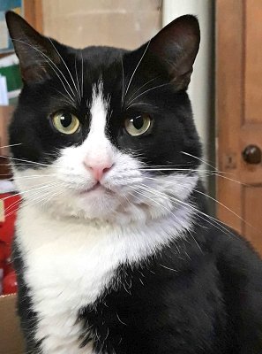 Hodge, Southwark Cathedral cat, London