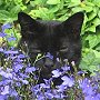 Church cat Vesper of Hollywood