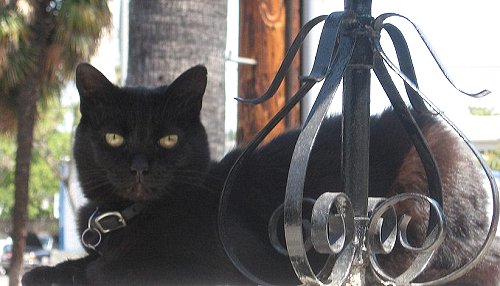 Church cat Vesper of St Mary of the Angels, Hollywood, California