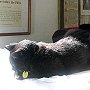 Church cat Vesper on the vestments chest in the sacristy, St Mary of the Angels, Hollywood