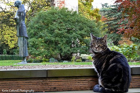 Maisie the cat the Bishop's Palace, Wells, Somerset