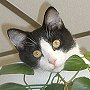 Library cat Oreo, of Hennessey Public Library, Oklahoma