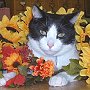 Library cat Oreo, of Hennessey Public Library, OK