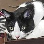 Library cat Oreo, of Hennessey Public Library, OK