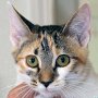 Library cat Trixie, of Hennessey Public Library, Oklahoma