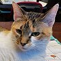 Library cat Trixie, of Hennessey Public Library, OK