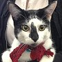 Japanese Bobtail Sasha is the library cat for both Hopkins District & Dorr Township libraries, Allegan Co, MI