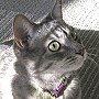 Library cat Trixie, Independence Public Library, Kansas