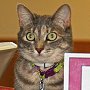 Library cat Trixie, Independence Public Library, KS