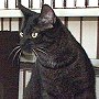 Library cat Andrew Carnegie Jr, late of Jackson District Library, Michigan