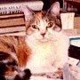 Library cat Annie, late of James Blackstone Memorial Library, Branford, Connecticut