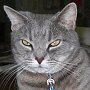 Library cat Jennie, formerly of Jennie Trent Dew Library, Goldthwaite, Texas