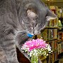 Library cat Reggie, formerly of Jennie Trent Dew Library, Goldthwaite, Texas