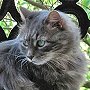 Library cat Bookend, late of Jervis Public Library, Rome, NY