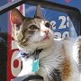 Library cat Miss Kitty, Johnston Public Library, Baxter Springs, Kansas