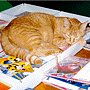 Library cat Thomas, late of Johnston Public Library, Baxter Springs, Kansas