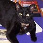 Library cat Star of the J Robert Jamerson Memorial Library, Appomattox, VA