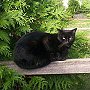 Library cat Star, of the J Robert Jamerson Memorial Library, Appomattox, Virginia