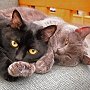 Library cats Maggie and Moses, King Memorial Library, Machias, New York State