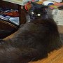 Library cat Stacks, Litchfield Public Library, IL