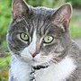 Library cat Sooty, formerly of Llewellyn Elementary School, Portland, Oregon