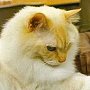 Sir Eli, library cat at the Los Robles Elementary School Library, Porterville, California, USA