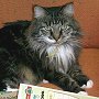 Library cat Emma, late of Lyme Public Library, Connecticut