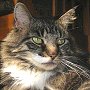 Library cat Emma, late of Lyme Public Library, Connecticut