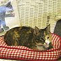 Library cat Maxie - Maxie Speer Elementary School Library, Arlington, Texas