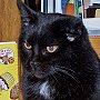 Library cat Cauli le Chat, of Mooresville Public Library, Indiana